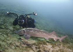 That's looking the other way... Mr T with Sturgeon. Caper... by Derek Haslam 